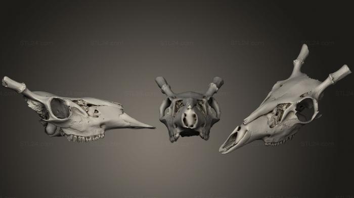 Анатомия скелеты и черепа (Частичный череп оленя, ANTM_0931) 3D модель для ЧПУ станка